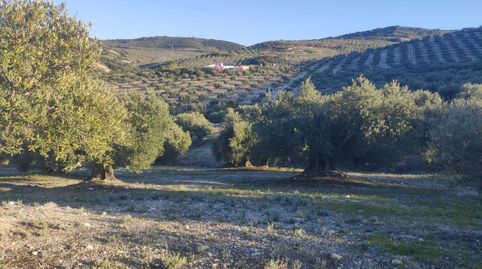 18 FANEGAS DE OLIVAR TRADICIONAL, immagine 2