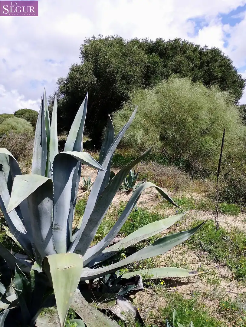 Terreno rustico in vendita a Barbate ciudad, imagen 7