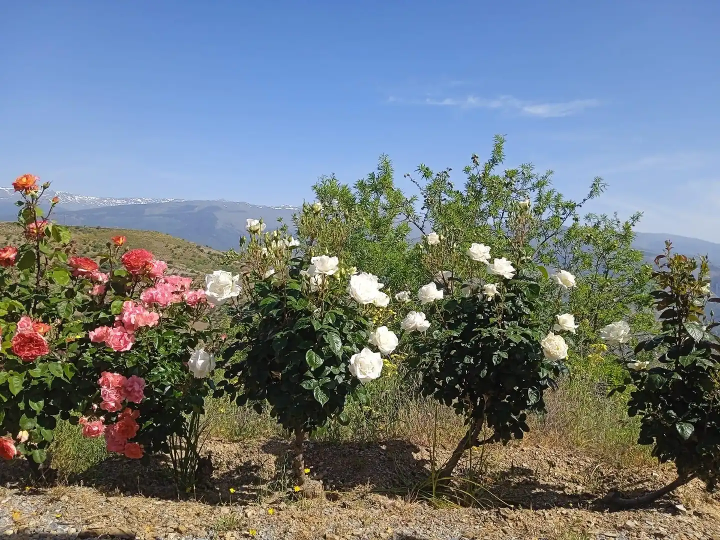 Jardín de Finca rústica en venta en Cástaras