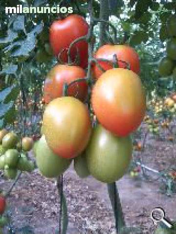 Terreno en Venta en Calle Aduana, 20 en Motril  ciudad