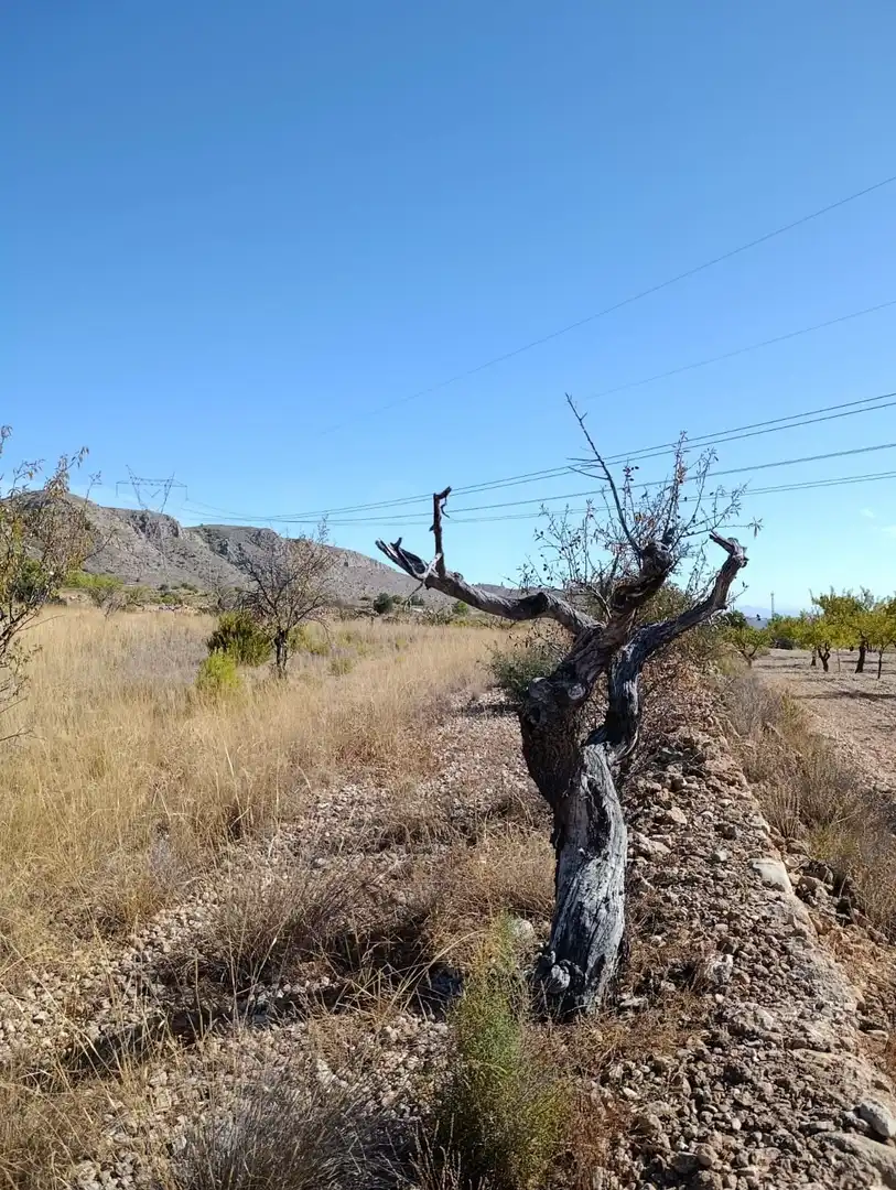 Terreno rustico in vendita a Hondón de las Nieves / El Fondó de les Neus, imagen 27