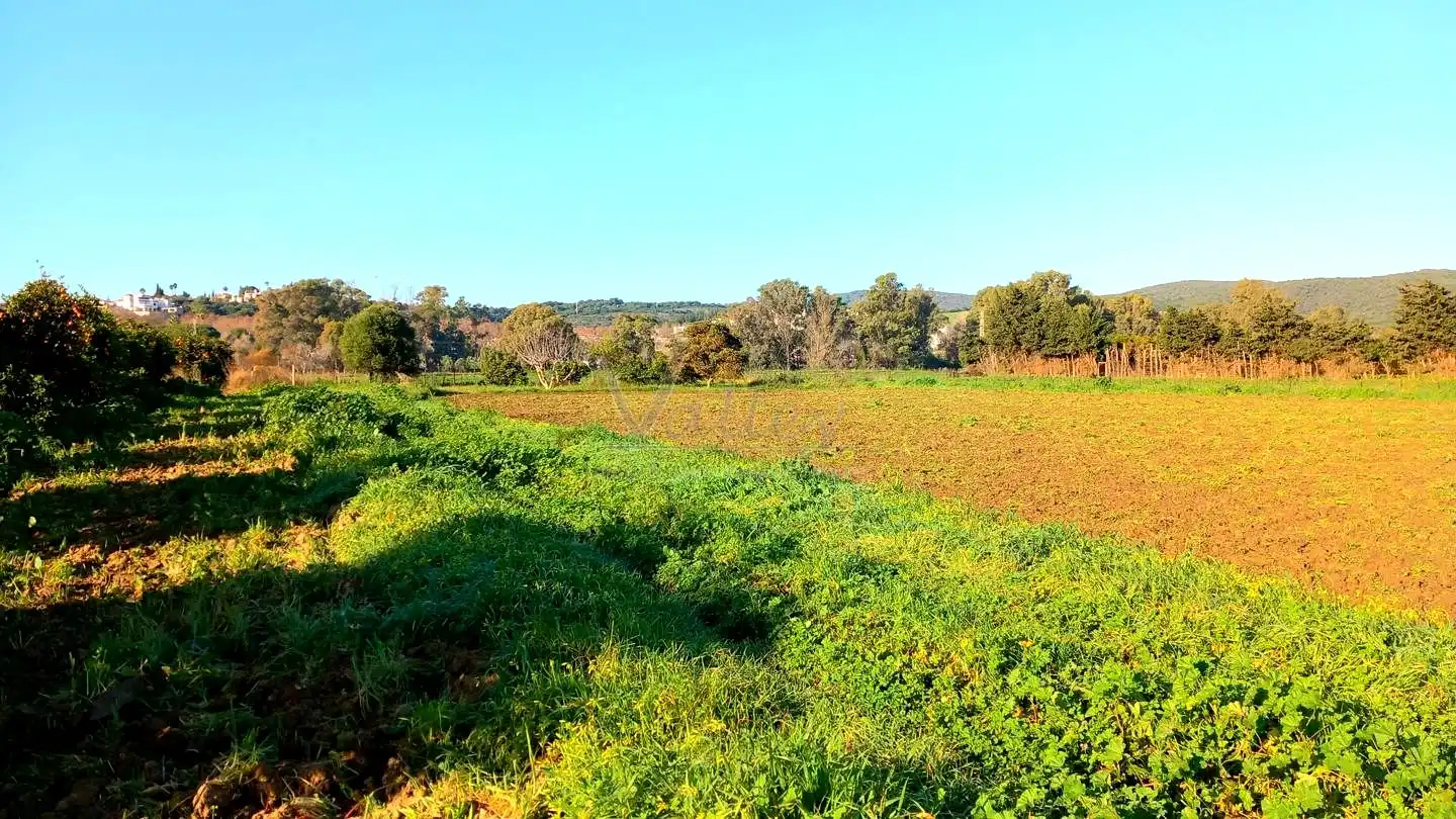 Terreni e lotti in vendita a San Enrique - Guadiaro -  Pueblo Nuevo, imagen 8