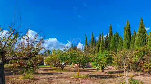 Photo 5 of Houses for sale in Establiments, Palma de Mallorca