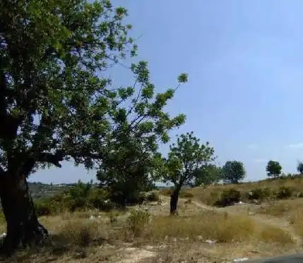 Rural land for sale in Ptda Ejido y Camino de Chiva, Pol 3