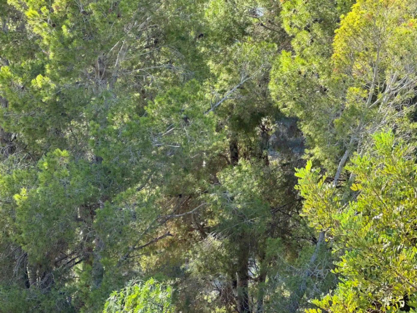 Wohnbaugrundstück zum Verkauf in Cala Advocat - Baladrar, imagen 17