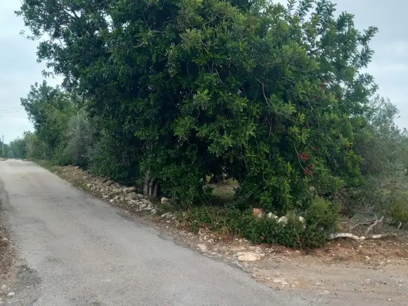 Rural land for sale in Partida pins 1