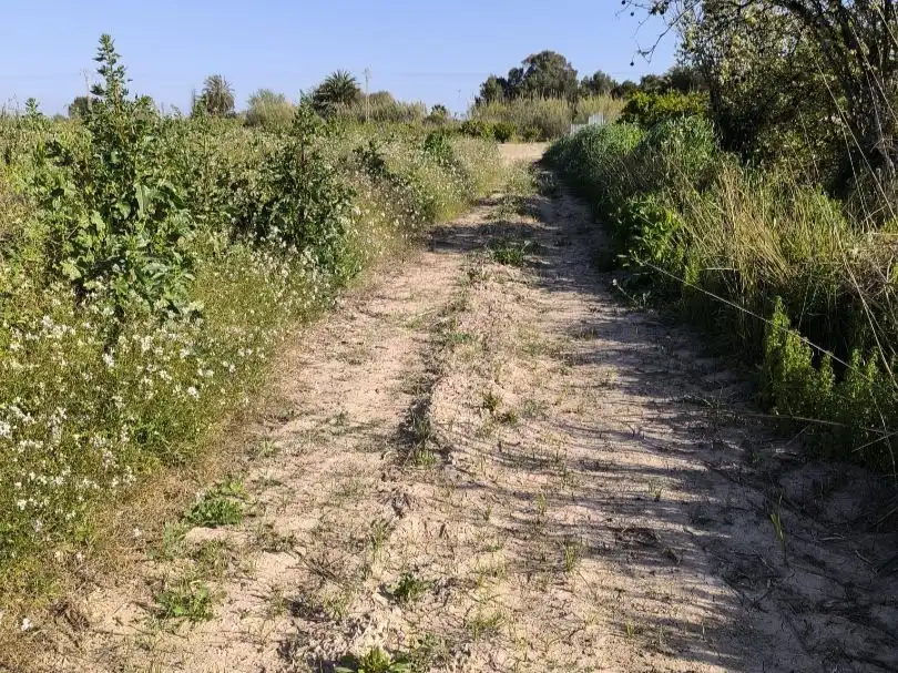 Terreno en venta en Benijófar