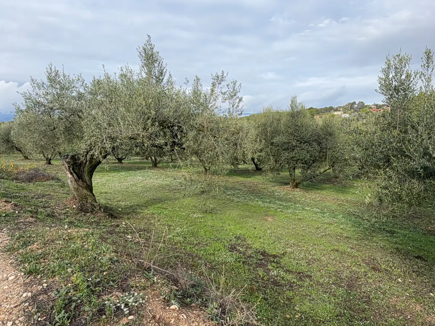 Terrain rustique à vendre à Camí de Vallmoll a Valls 17, imagen 5