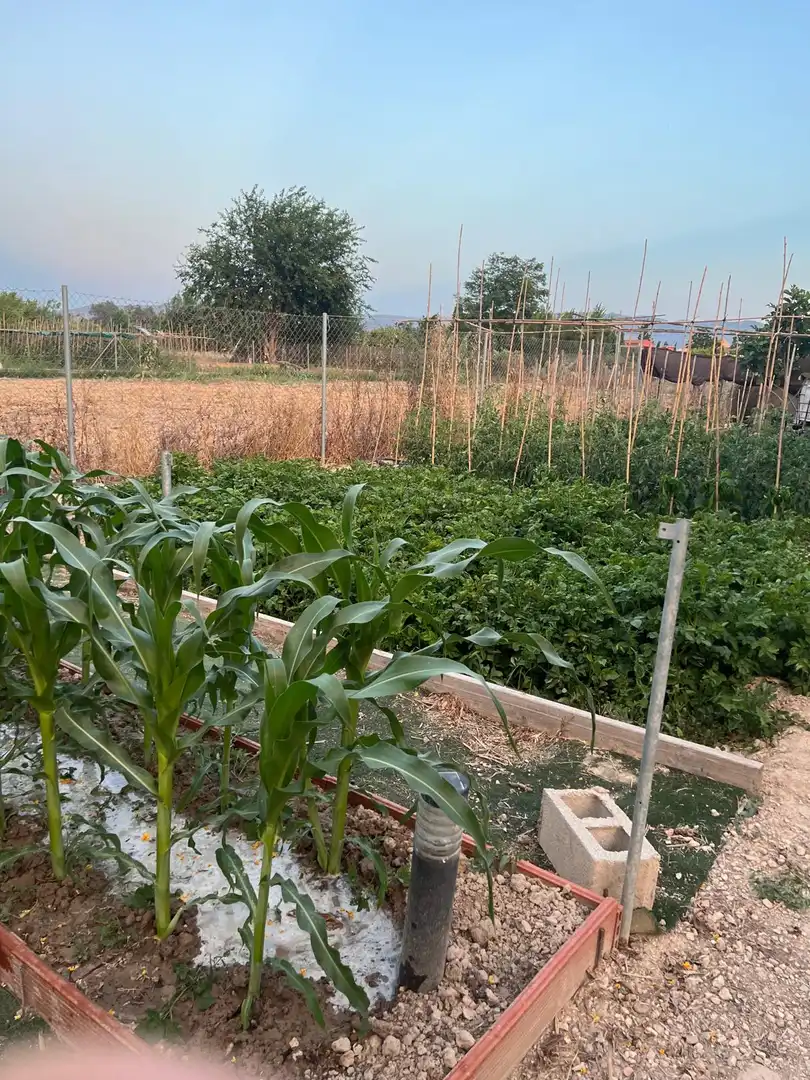 Garden of Land for sale in Murcia