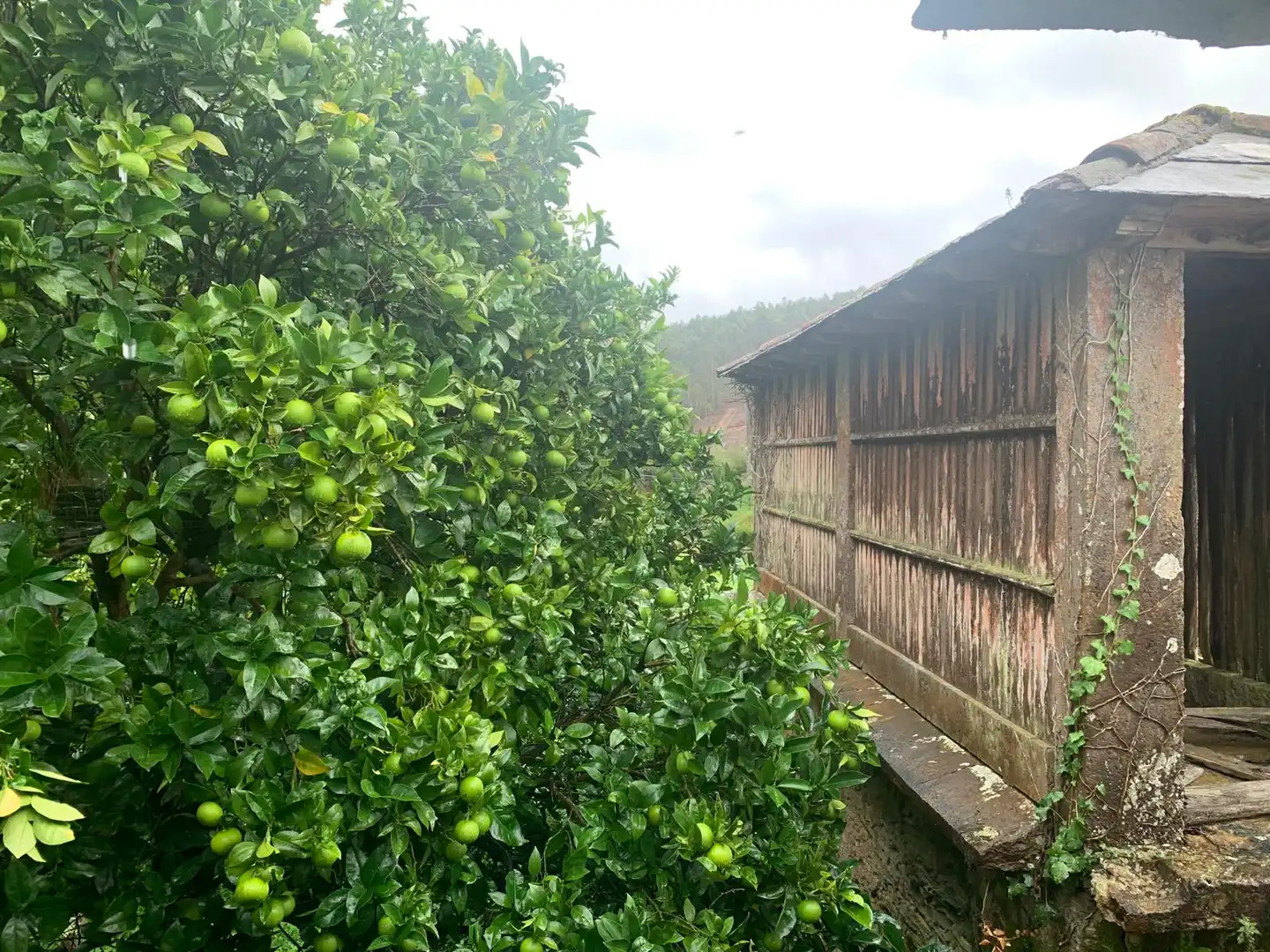 Casa rústica en venda a Camino Castillo Arriba, imagen 42
