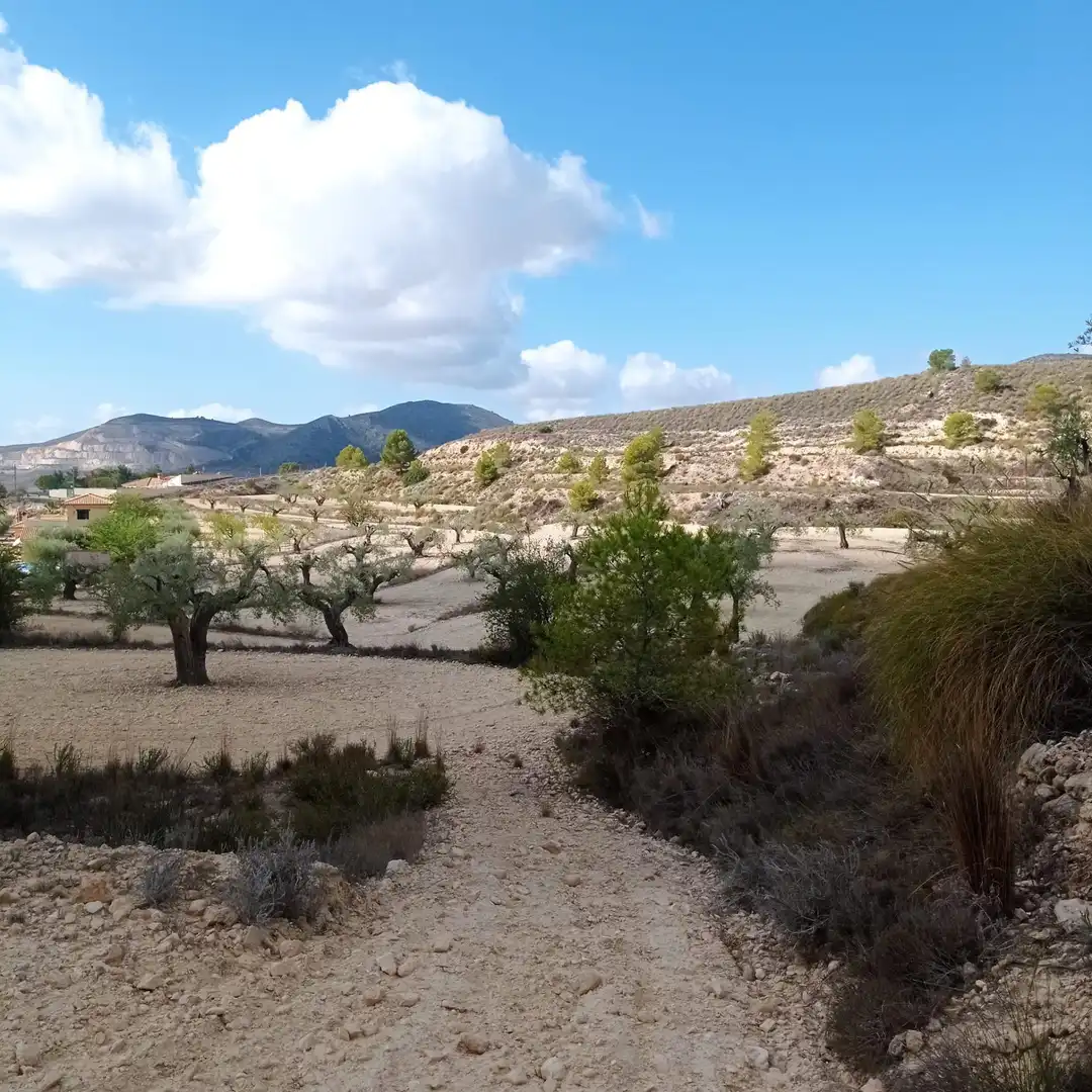 Terrain rustique à vendre à Hondón de las Nieves / El Fondó de les Neus, imagen 4