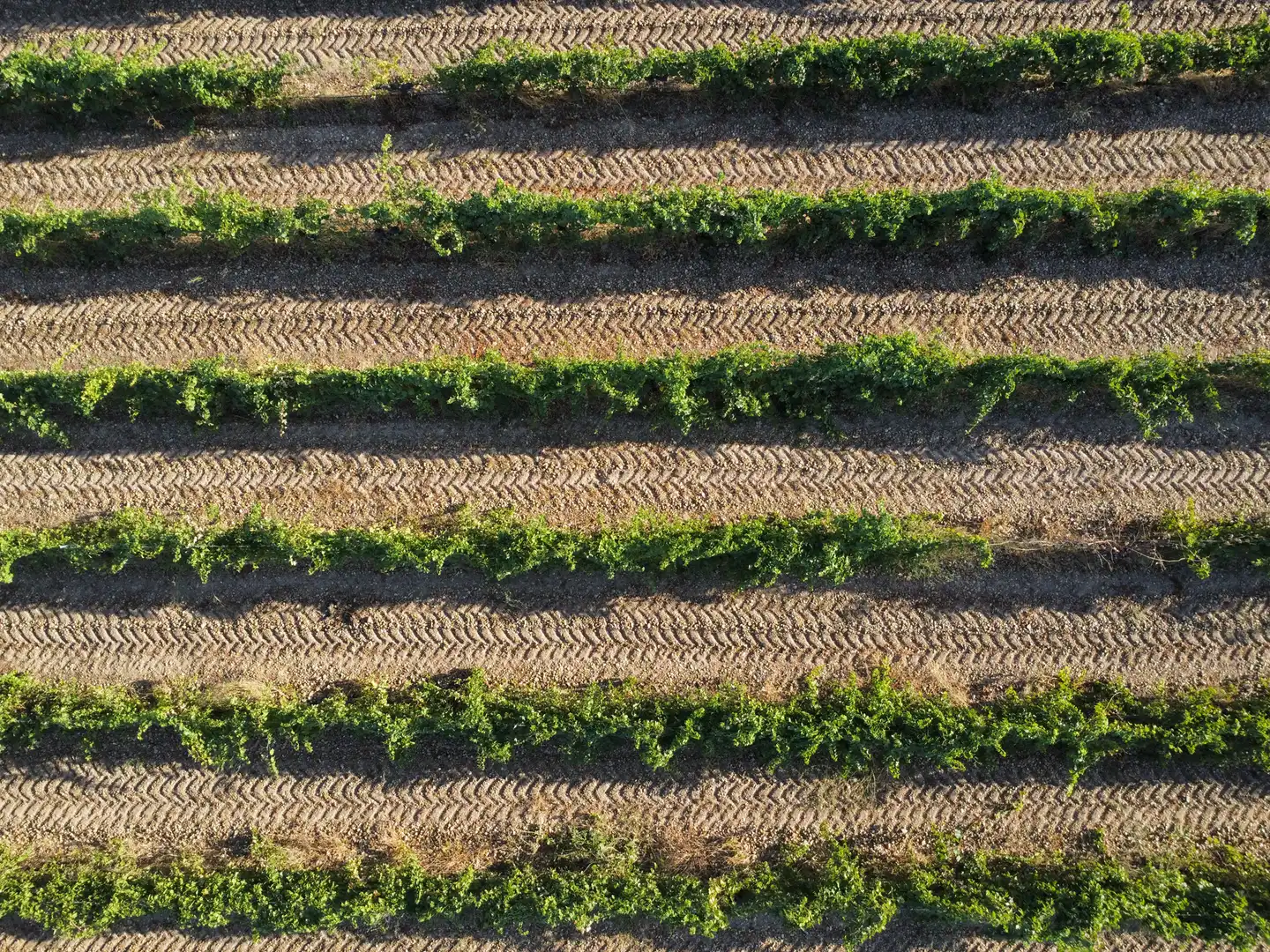 Terreno rustico in vendita a Rueda, imagen 19