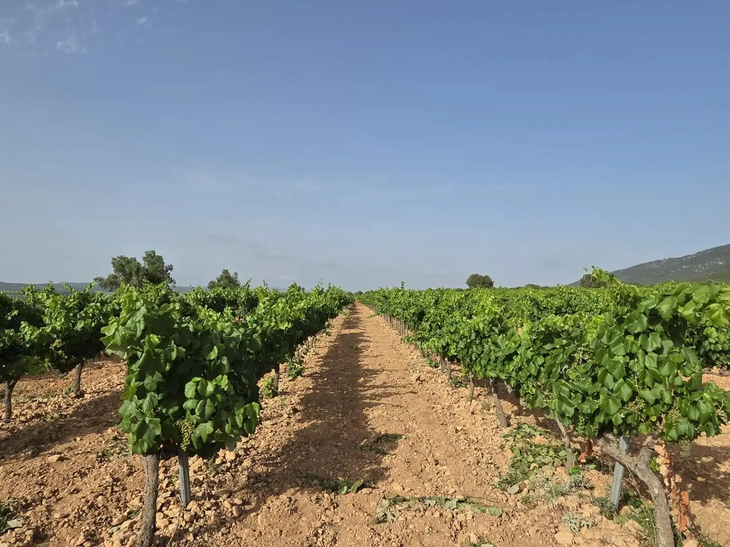 Detached homes for sale in Fontanars dels Alforins