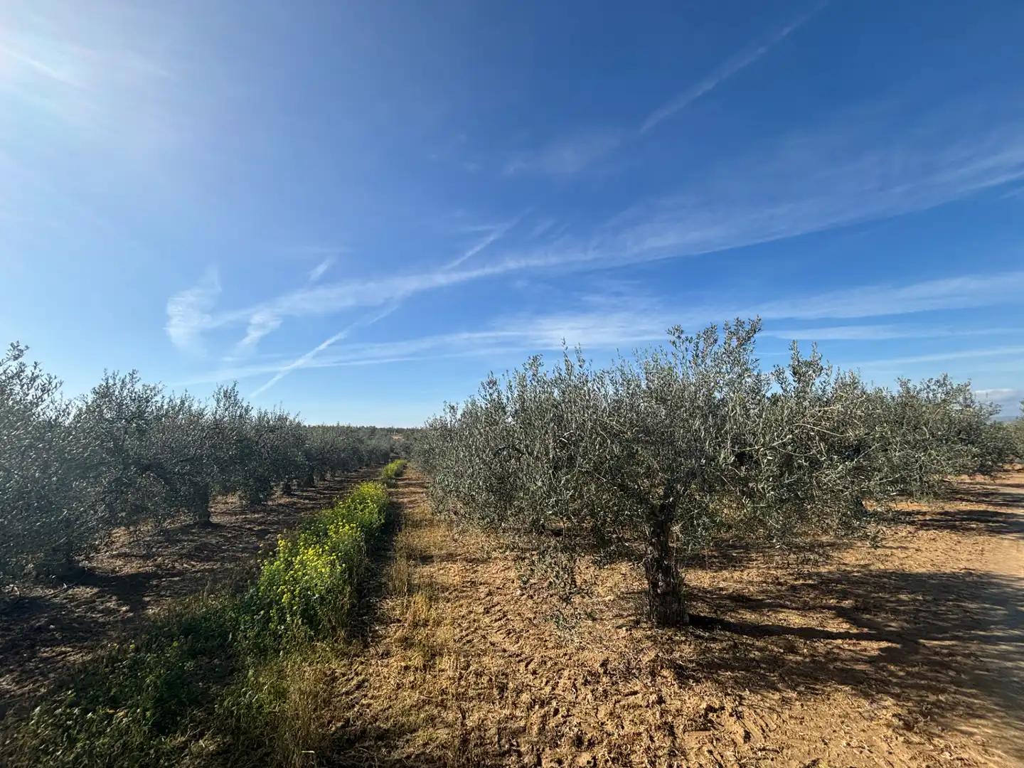 Land for sale in Sanlúcar la Mayor
