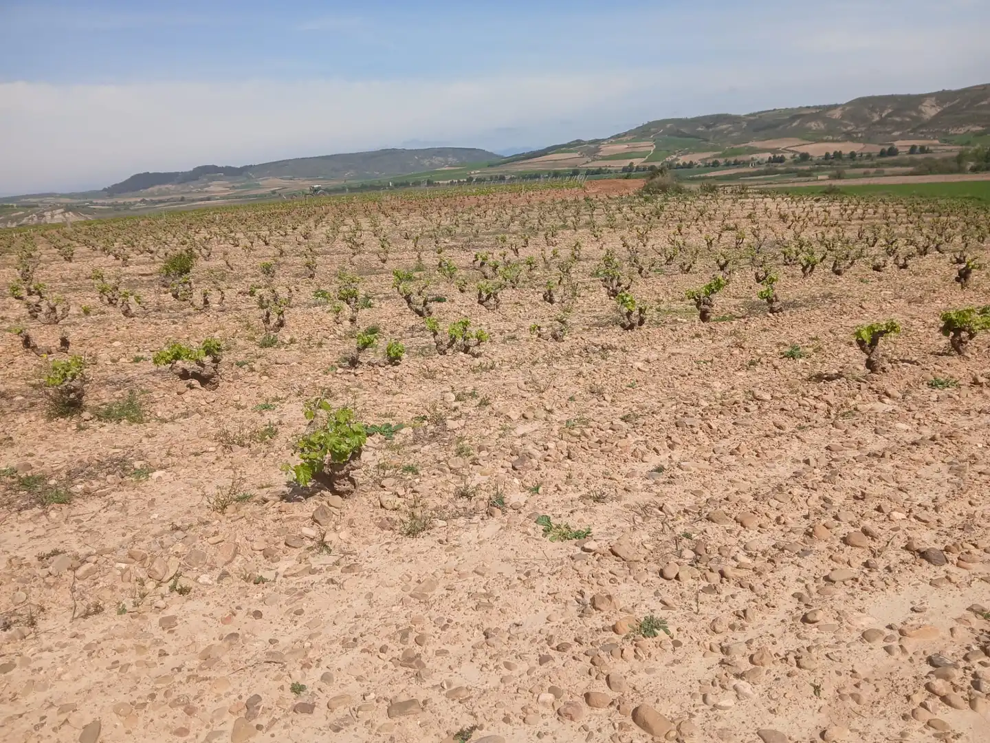 Terreno rustico in vendita a Ausejo, imagen 2