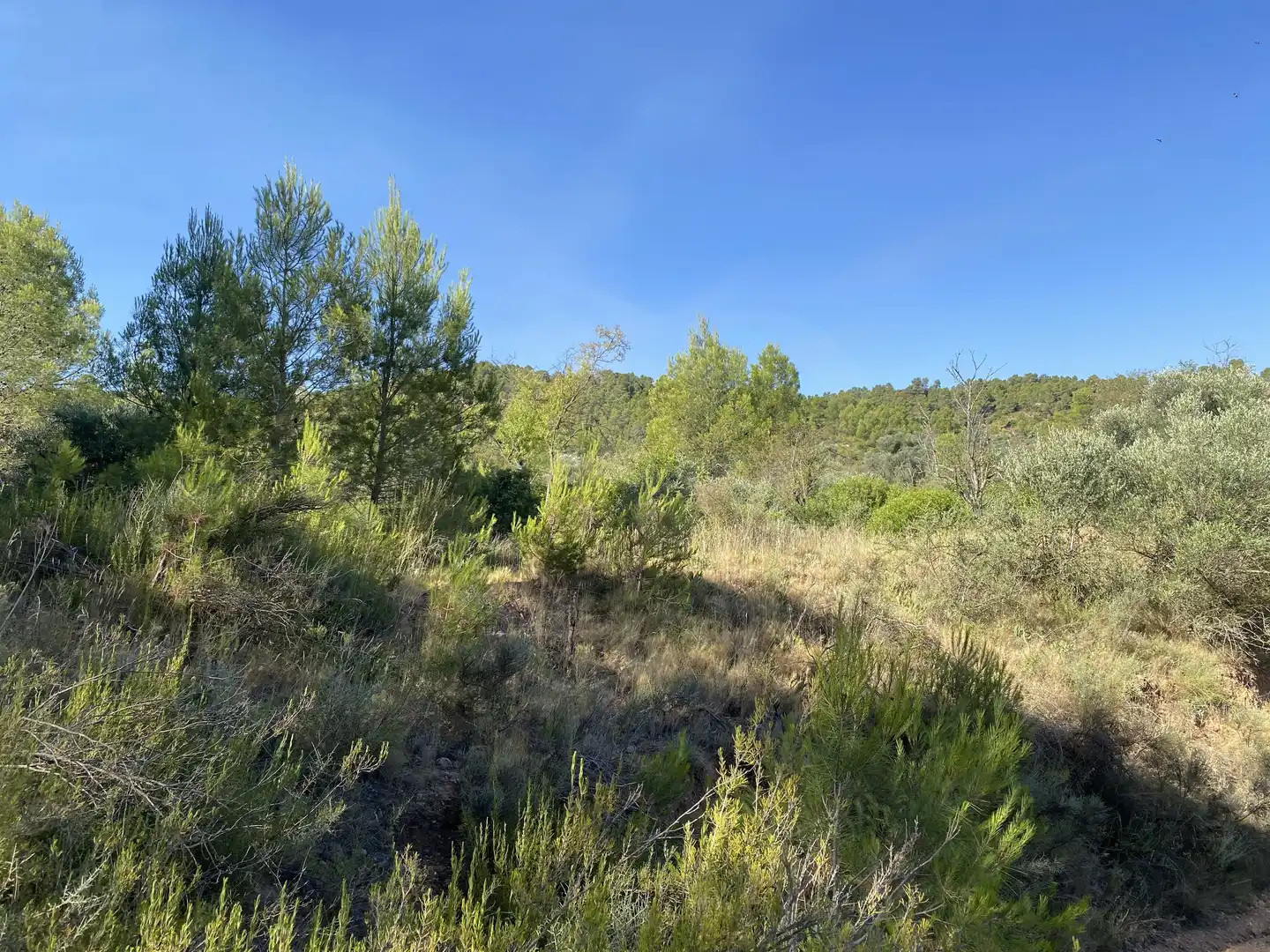 Terrain rustique à vendre à Ascó, imagen 14
