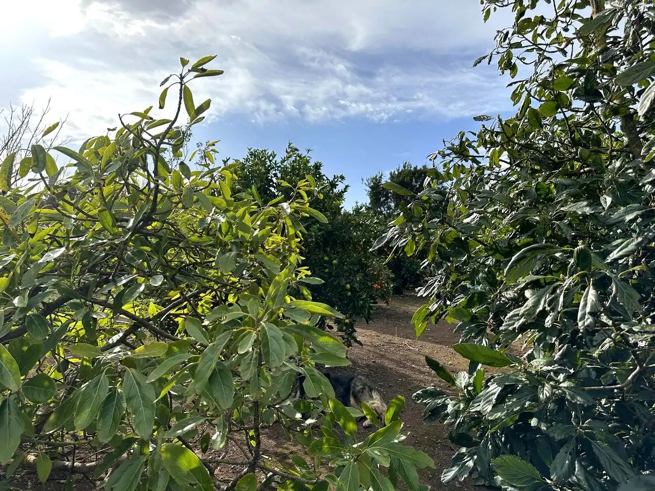 Finca rústica en venda en El Tanque