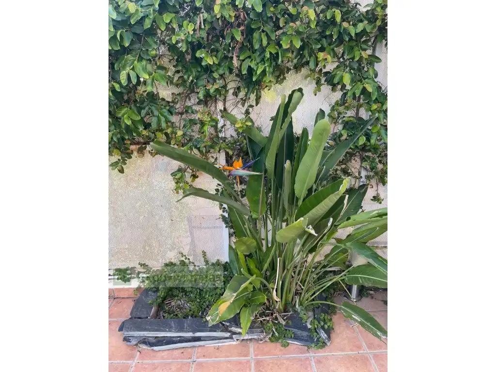 Jardín de Casa adosada en venta en Murcia