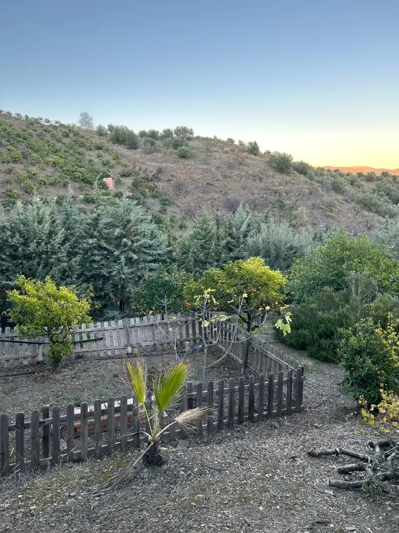 Jardí de Finca rústica en venda en Macharaviaya amb Terrassa, Traster i Piscina