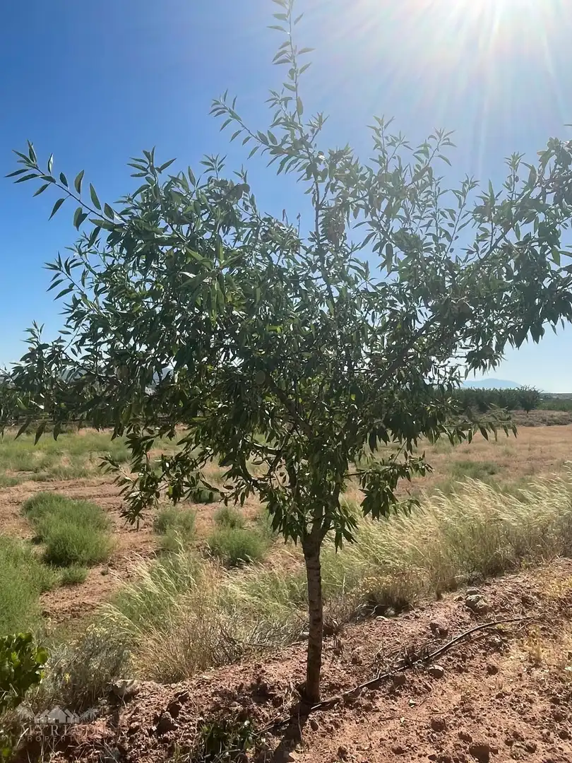 Terreno residencial en venta en El Pinós / Pinoso, imagen 29