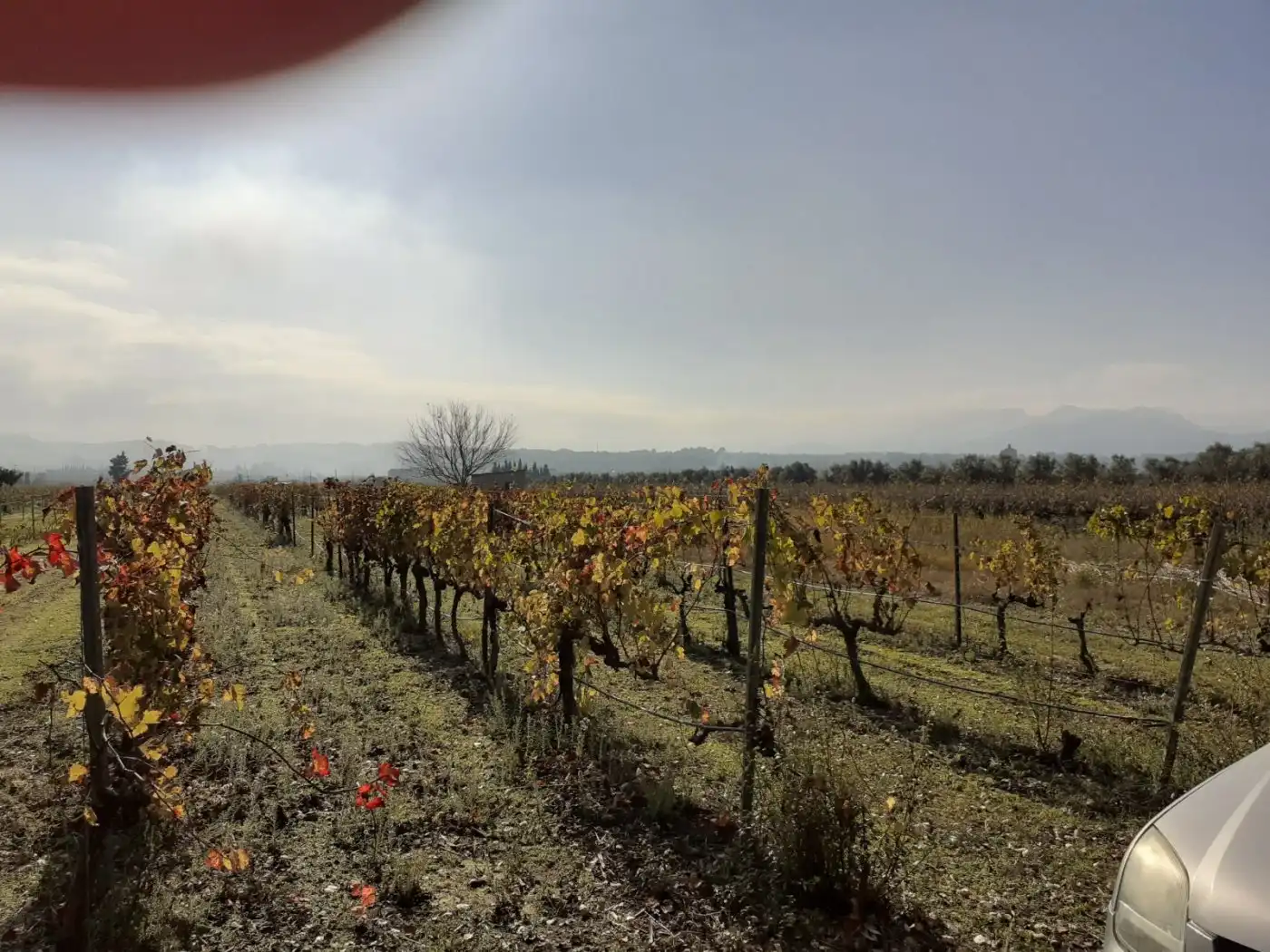 Finca rústica en venda en Ginestar