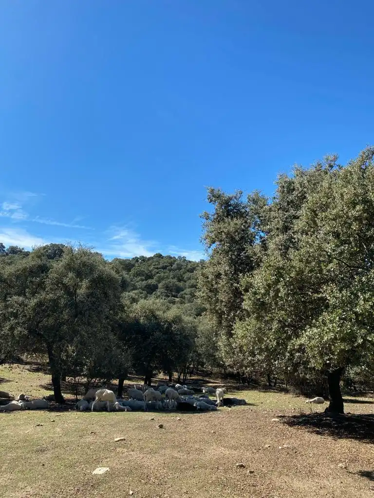 Terreno en venta en Almendral de la Cañada, Toledo