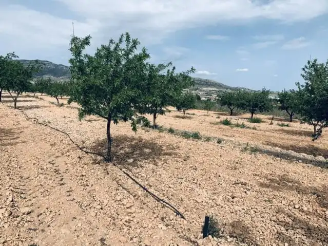 Terreny rústic en venda a La Romana, imagen 10