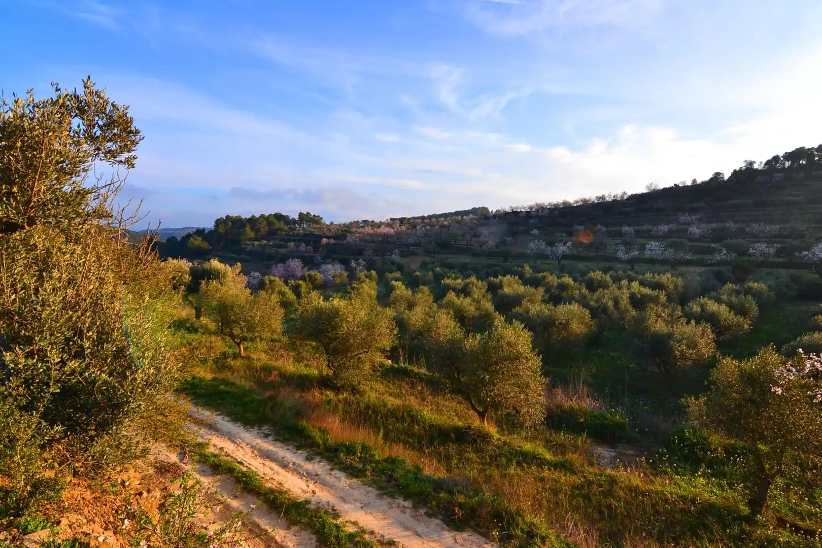 Rural land for sale in Corbera d'Ebre, imagen 87
