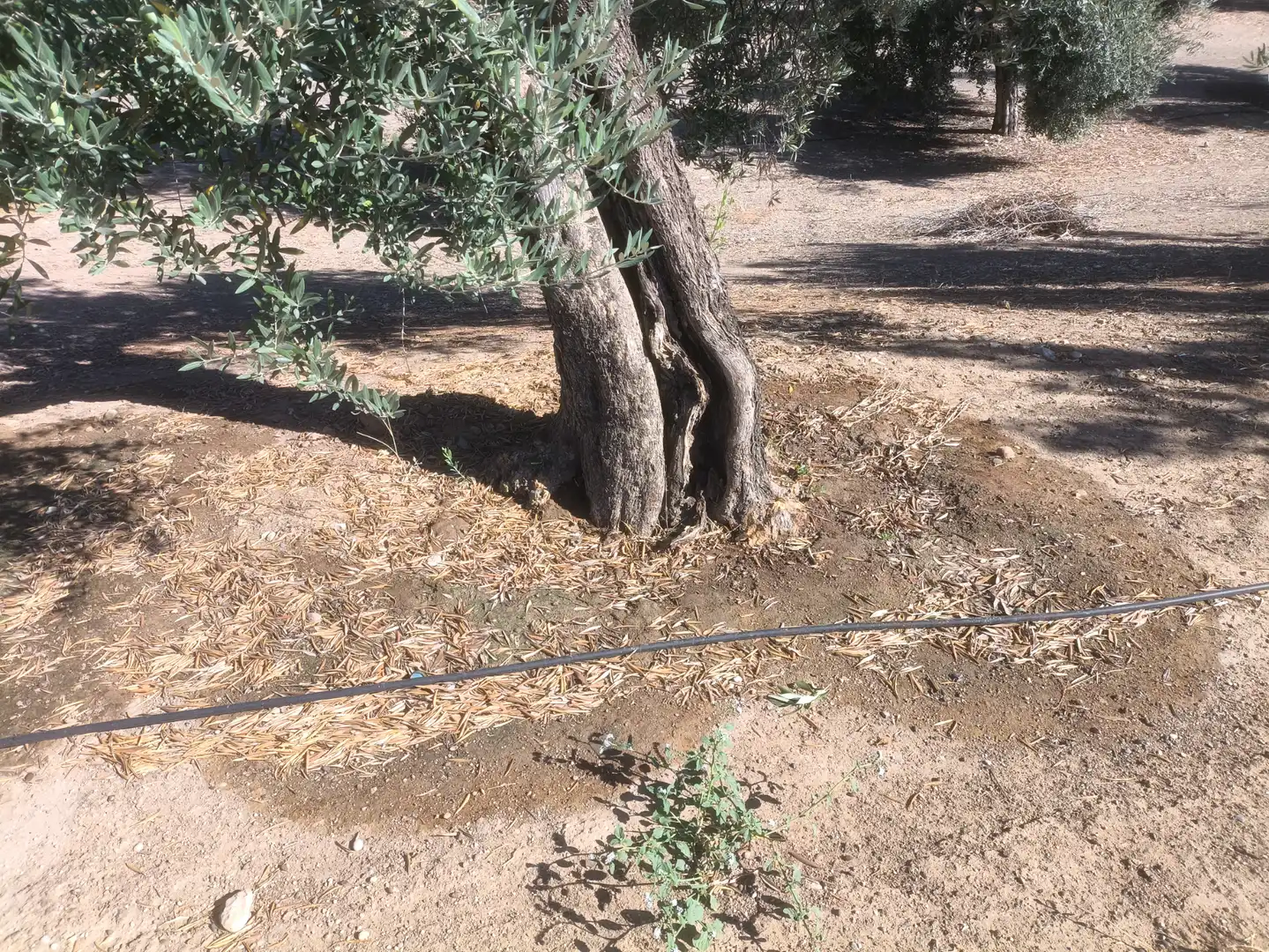 Terreni e lotti in vendita a Mengíbar, imagen 5