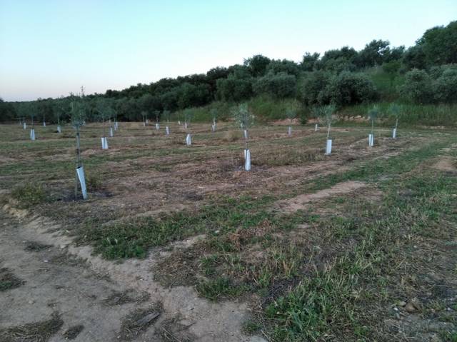 Finca rústica en Venta en Lora de Estepa