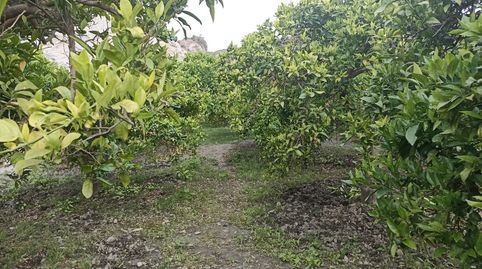 Terreno de naranjos canjayar PARAJE EL MAJUELO con olivos y arboles frutales y agua de la comunidad, immagine 5
