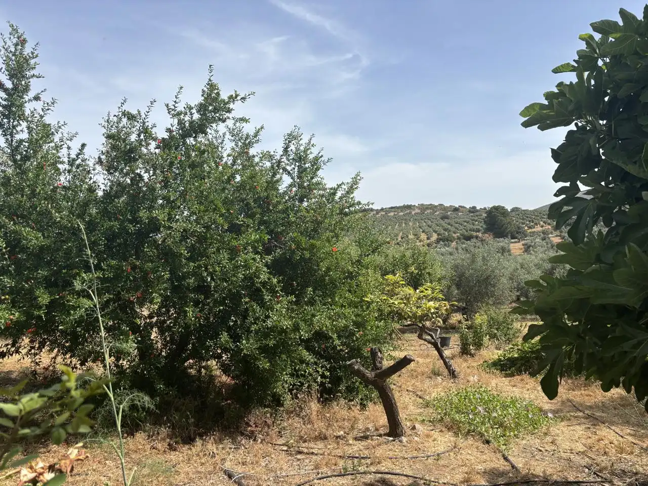 Finca rústica en venta en Diseminado Poligono 240, 29, Bobadilla - Bobadilla Estación - La Joya
