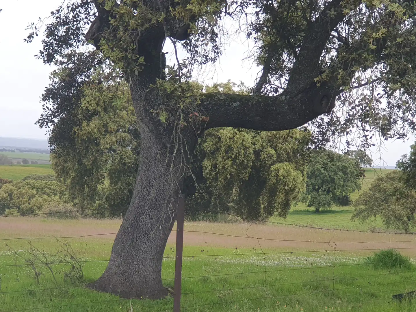 Terreni e lotti in vendita a Parque de la Constitución 5a, imagen 6
