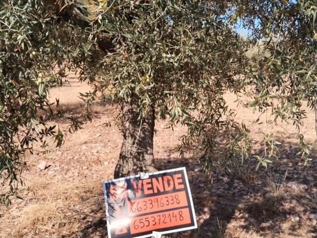 Terreno en Venta en Calle Hernán Cortés, 19 en Navalvillar de Pela