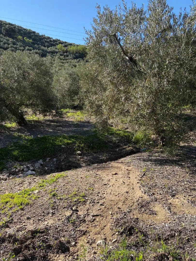 Terreny rústic en venda a Priego de Córdoba, imagen 4