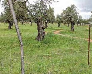 Land for sale in Beas