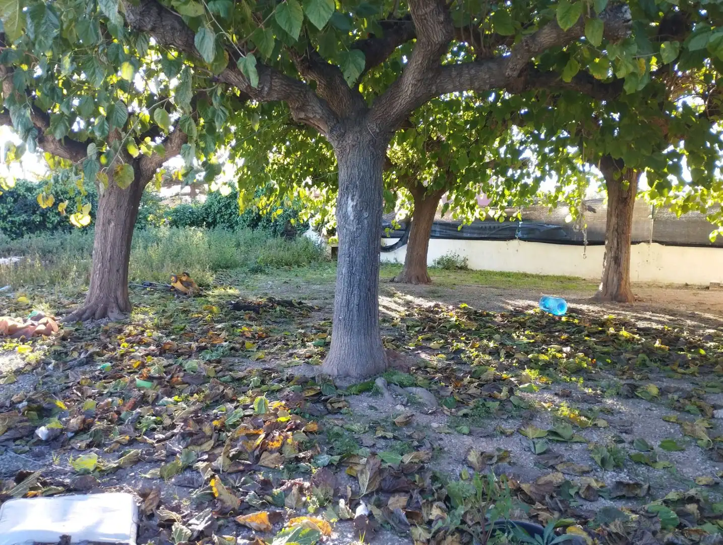 Detached house with terrace for sale in Santa maria rosa mola, imagen 8
