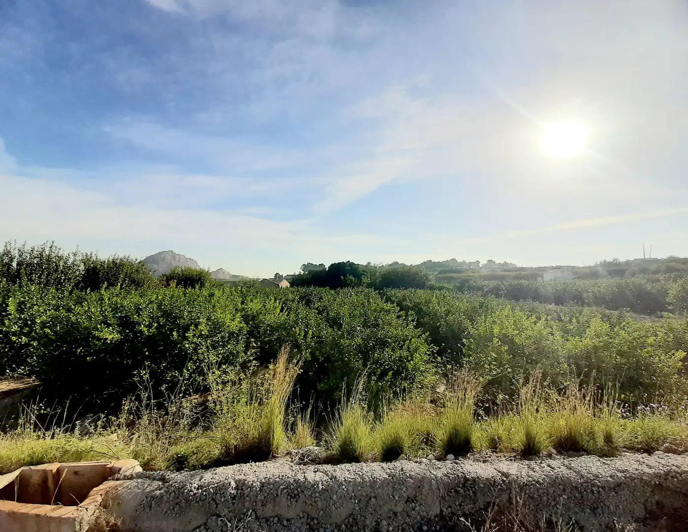 Rural land for sale in Ojós, imagen 4