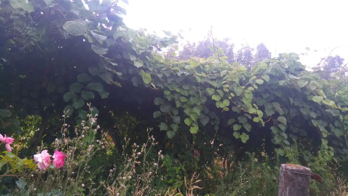 Residential land for sale in O Carballiño, imagen 13