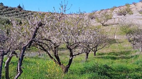 Terrenos en venta en Gójar, immagine 2