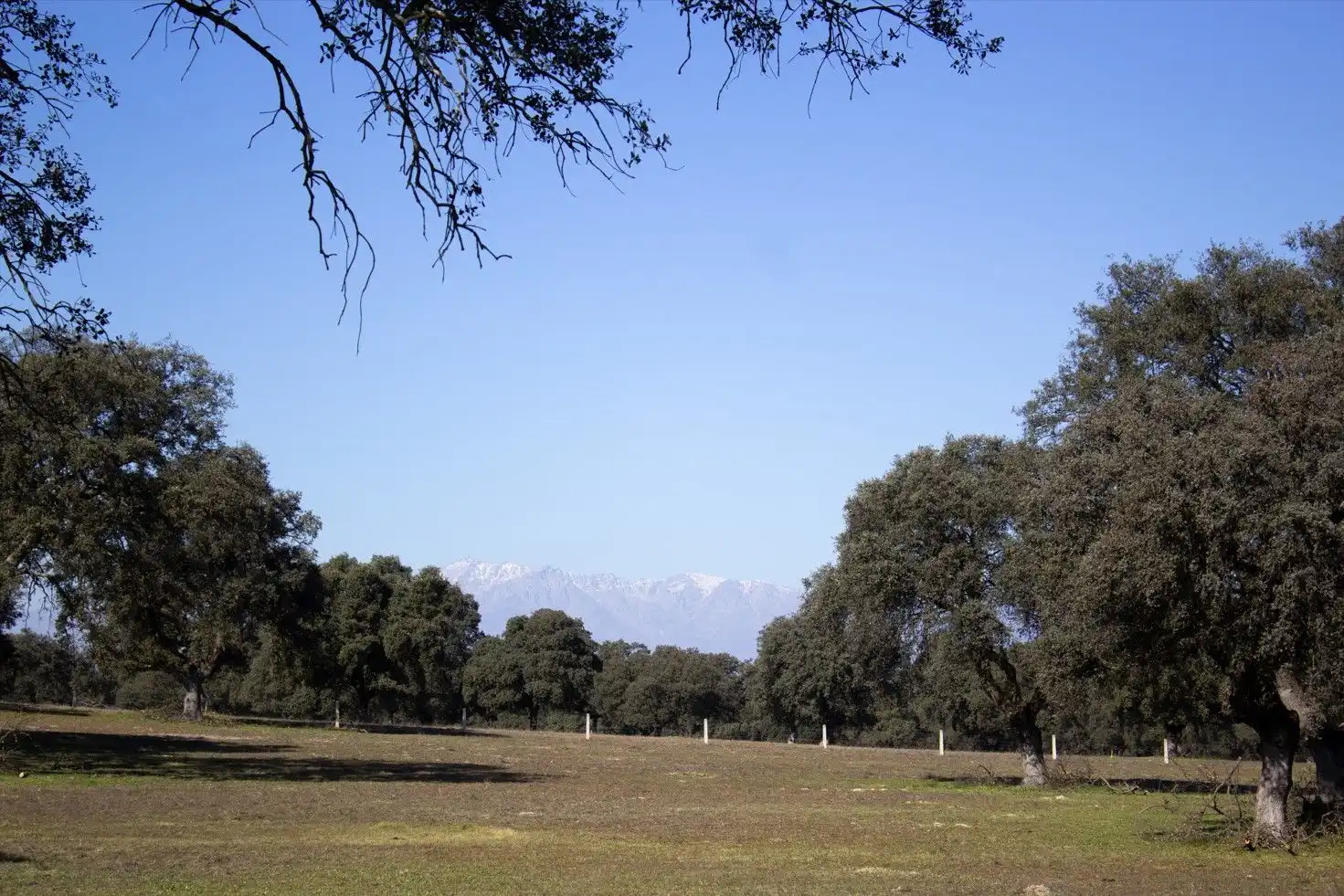 Garten von Grundstücke zum Verkauf in Torralba de Oropesa