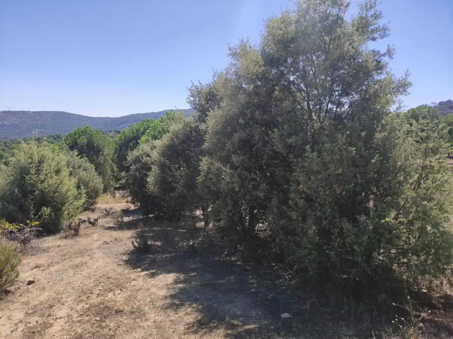 Finca rústica en venda en El Hoyo de Pinares , Ávila