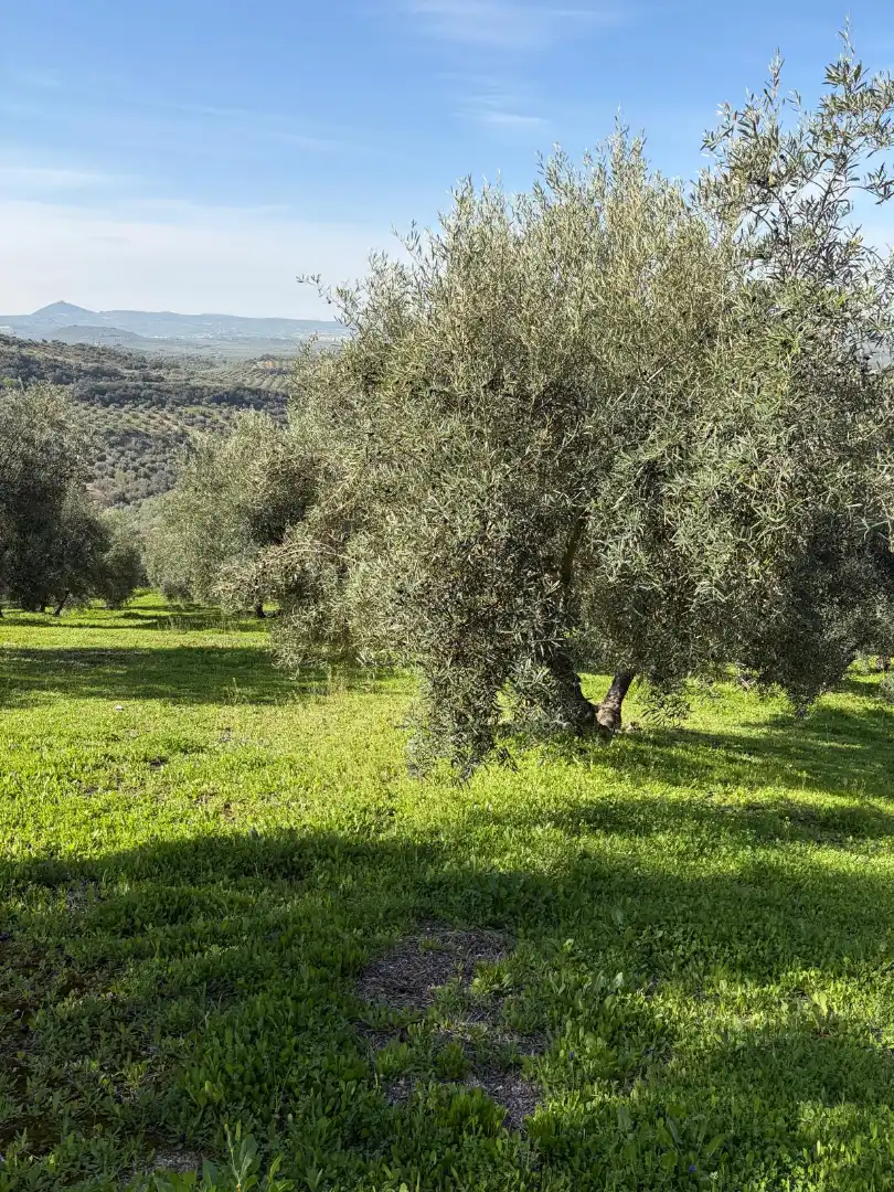 Rural land for sale in Poleares, imagen 10