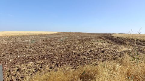 TIERRA DE LABOR DE SECANO, immagine 4