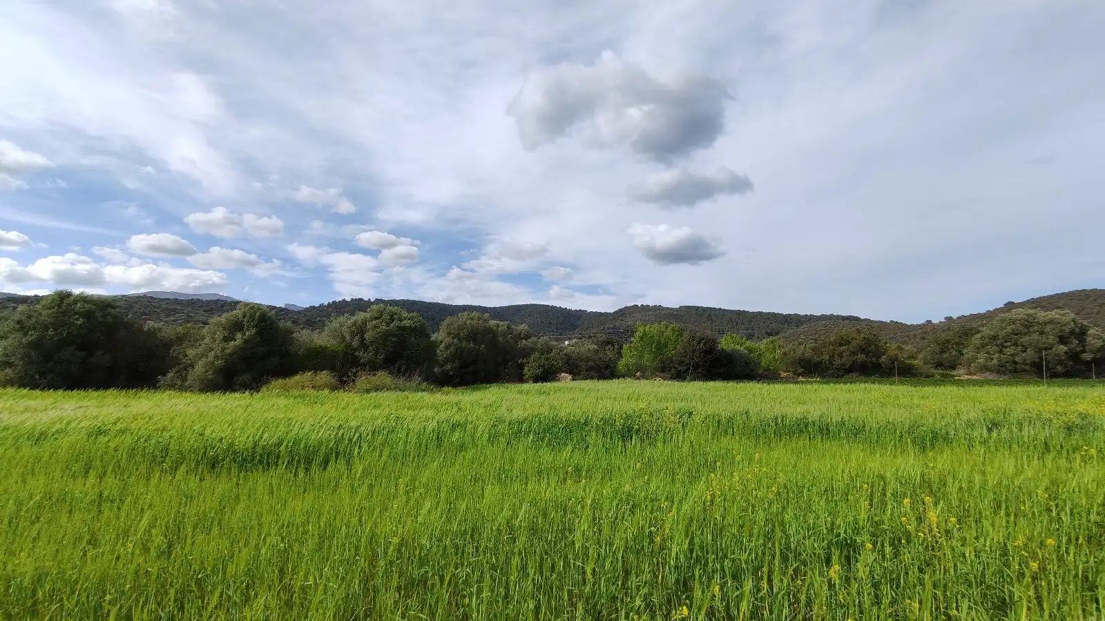 Terrain rustique à vendre à Campanet, imagen 6