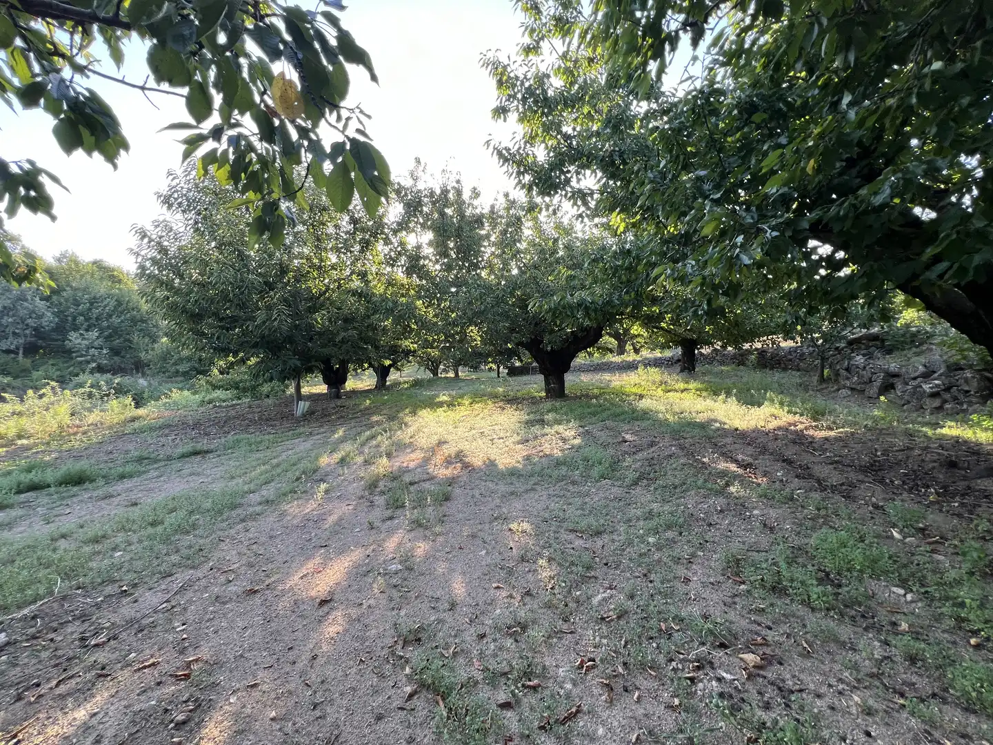 Terreni e lotti in vendita a Garganta la Olla, imagen 22