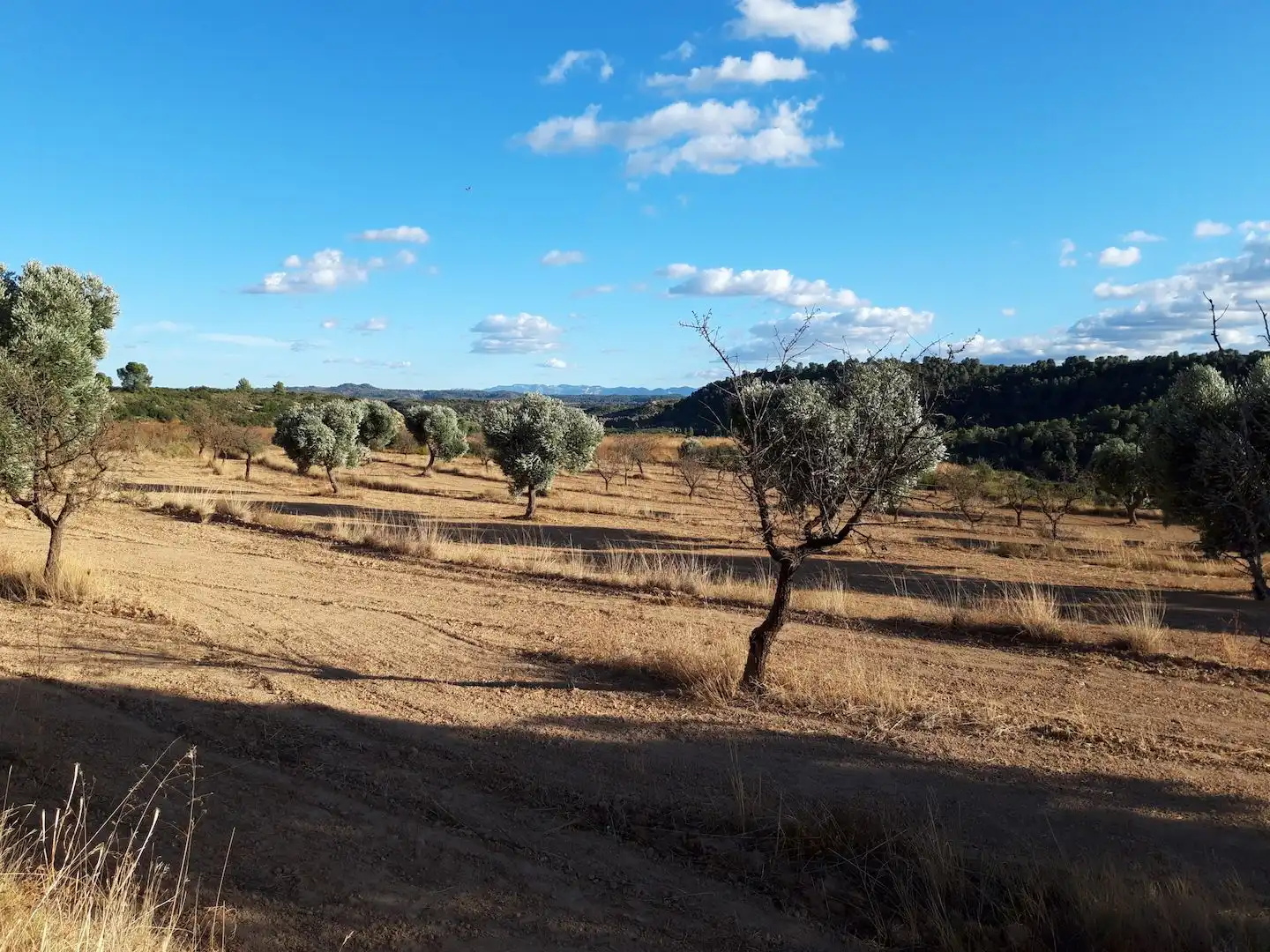 Terreny rústic en venda a Maella, imagen 4