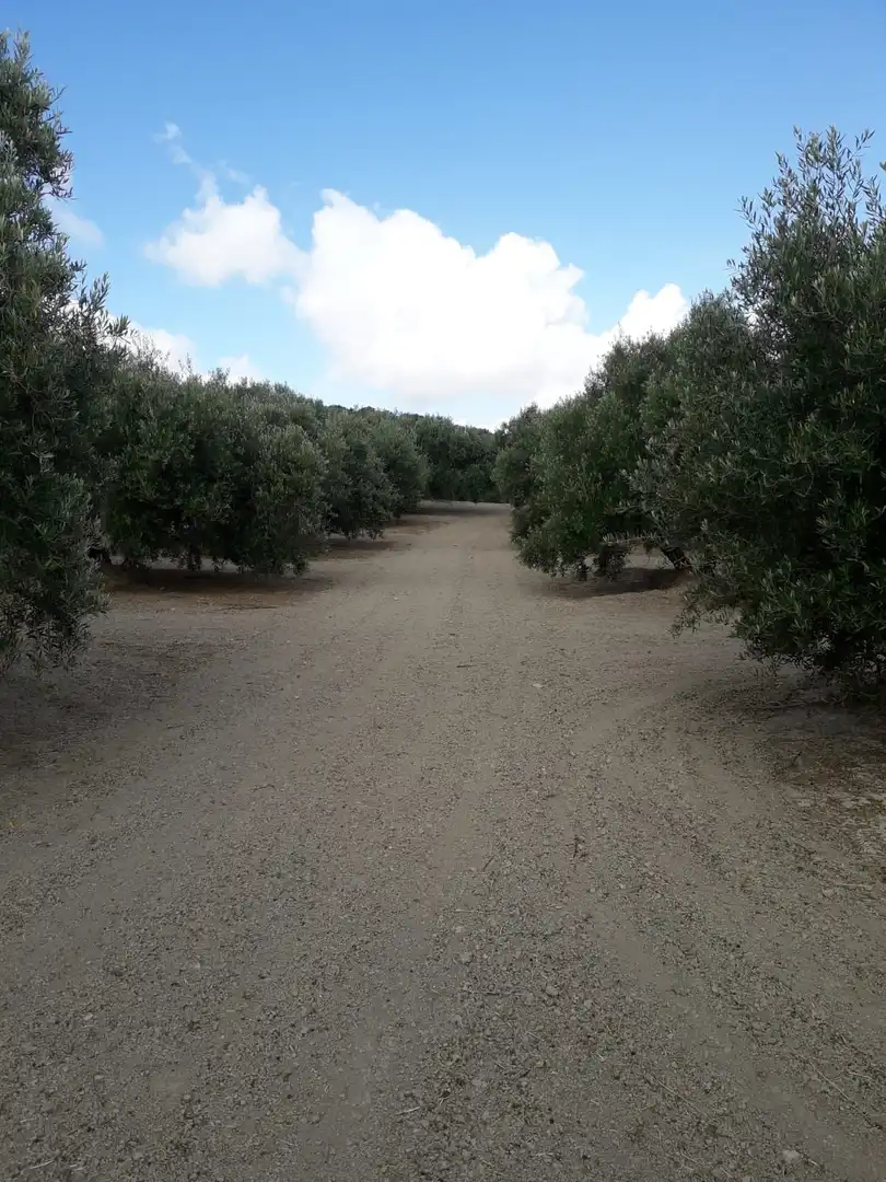 Terrenos y solares en venta en Úbeda, imagen 11
