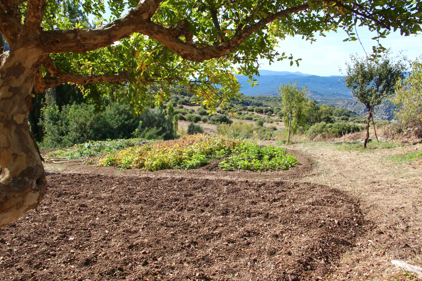 Jardí de Casa o xalet en venda en Benaocaz amb Jardí privat, Terrassa i Traster