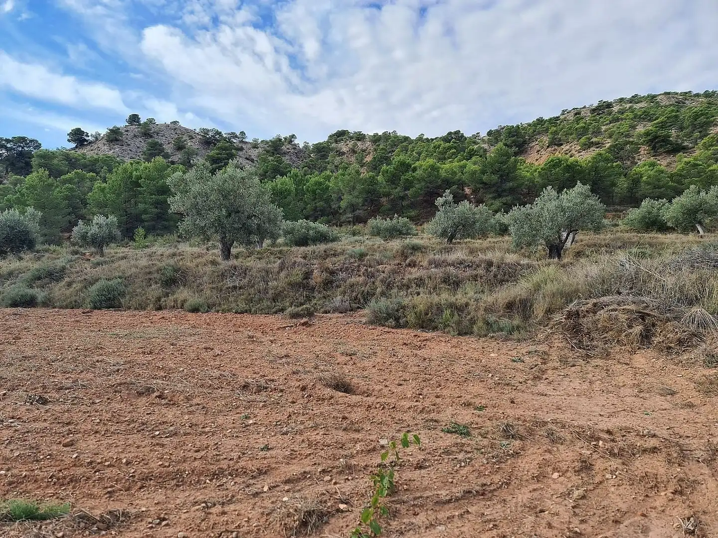 Terreny residencial en venda a El Pinós / Pinoso, imagen 6